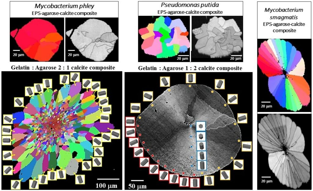 Color-coded EBSD map depicting differences in calcite orientation induced by various polymers Yin et al. Crystal Growth and Design 2019, Yin et al. Crystal Growth and Design 2020.